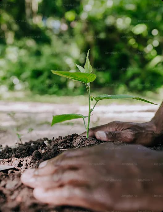 Hands planting a tree