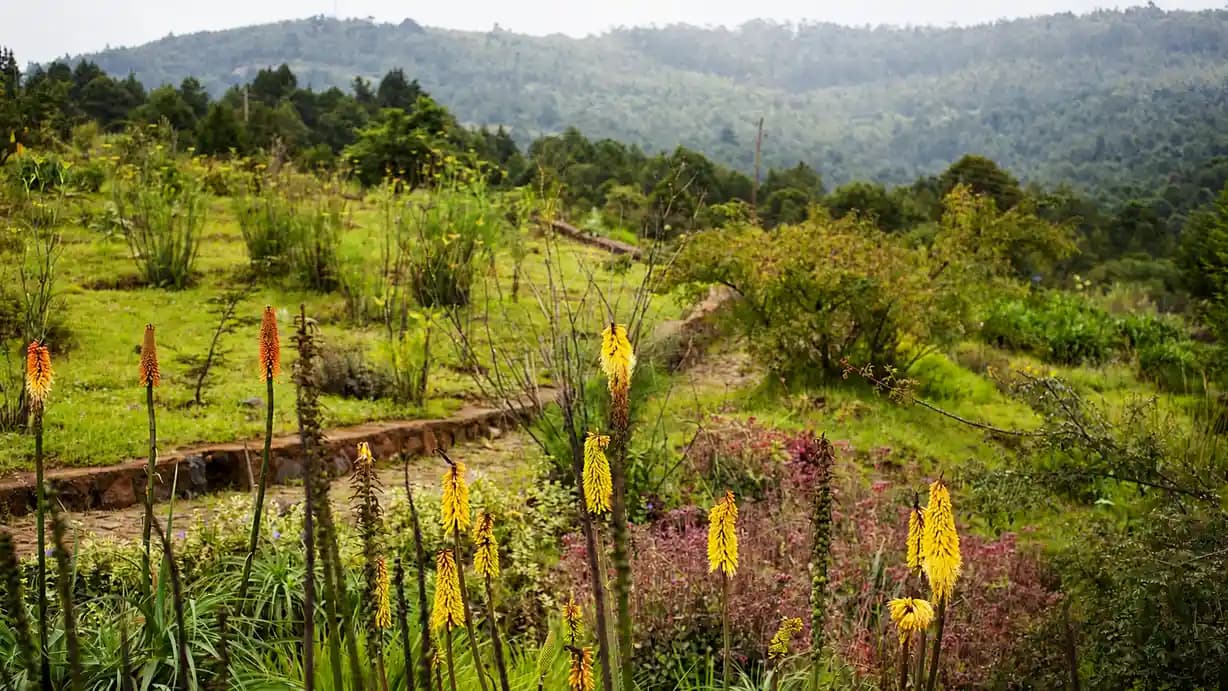 Gullele-otanical-Gardens.png